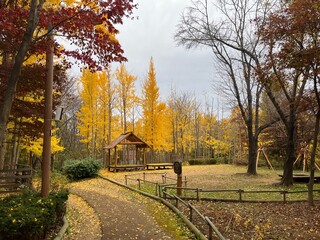 autumn in the park forest