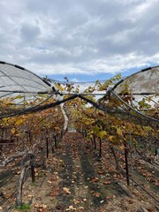 Grapevines in a vineyard that spent the winter