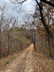 dirt road in the woods