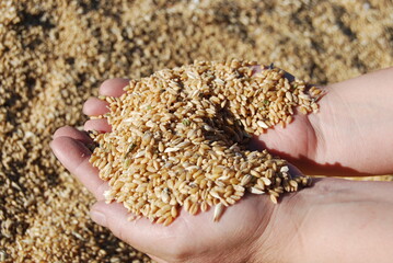 Wheat or rye grain in the hands of a farm worker
