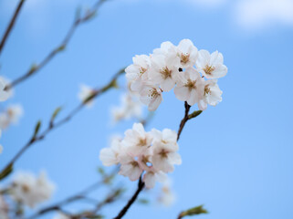 Obraz premium 4月に咲いた美しいサクラ「神代曙（ジンダイアケボノ）」と青空