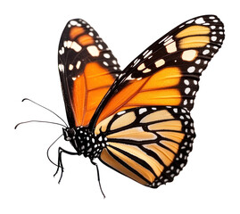 Fototapeta premium PNG Danaus plexippus butterfly invertebrate isolated monarch.