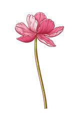 Tulip, pink elegance blooming flower isolated on white background. Beautiful spring bloom for Easter, Mother Day, Canadian Tulip Festival. Drawing botanical element for design. Vector illustration