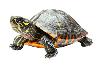 Fototapeta premium Captivating turtle encounter aquatic habitat wildlife natural environment perspective. Isolated on transparent background, png.