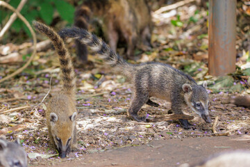 Young South American Coati (Nasua nasua) in Iguazu National Park in Misiones, Argentina.