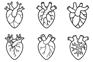 heart anatomy line art drawing of heart vessels