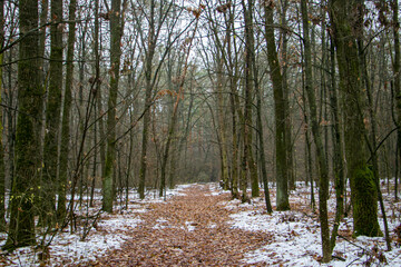 Snowy path through autumn forest. Forest road.
