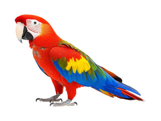 Fototapeta premium Colorful scarlet macaw parrot in nature vibrant wildlife view. Isolated on transparent background, png.