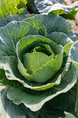 A large green head of cabbage with a stem