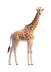 Obraz premium Giraffe standing gracefully safari park animal natural habitat side view wildlife. Isolated on transparent background, png.