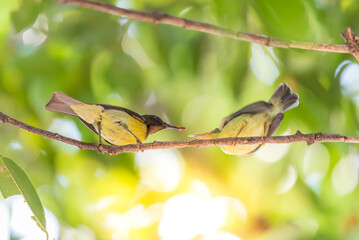 Bird (Brown-throated sunbird) feeding baby bird