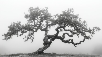 Monochrome shot of a lone tree shrouded in mist, creating a peaceful scene.