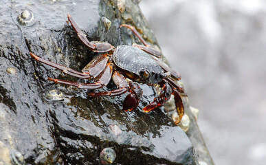 A crab is sitting on a rock in the water