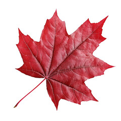Red maple leaf isolated on white background Autumn fall foliage colorful bright natural leaf close up detail macro view seasonal change Red leaves nature design element thanksgiving symbol canada