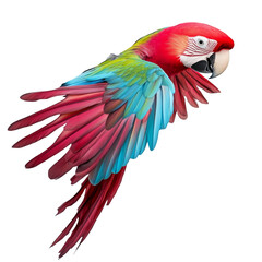 Obraz premium Scarlet Macaw Parrot in Flight Isolated on White Background Colorful Feathers Tropical Bird Wildlife Nature Ornithology Exotic Pet Animal Conservation Red Green Blue Plumage Wings Spread Graceful