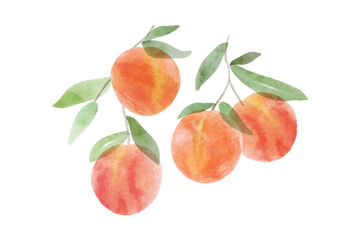 Peach Illustration art watercolor. Peach or apricot art. Hand drawn fruit. Summer tropical endless background. Watercolor fruit design for label, fabric, or packaging.