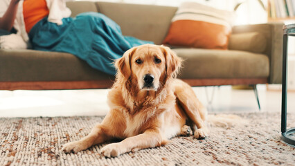 Relax, person and portrait of dog on floor for comfortable, animal adoption and canine companion....