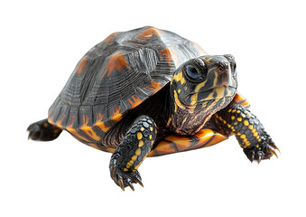Fototapeta premium Turtle exploring its habitat nature animal aquatic environment view. Isolated on transparent background, png.
