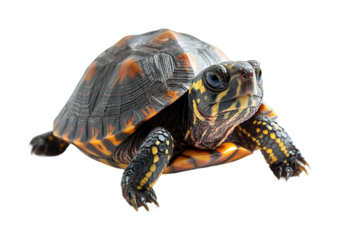 Turtle exploring its habitat nature animal aquatic environment view. Isolated on transparent background, png.