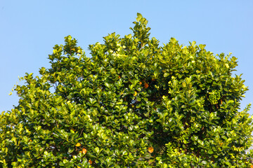A tree with green leaves and a blue sky in the background