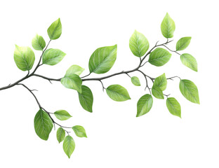 Obraz premium Gentle breeze caressing fresh green leaves nature scene tranquil concept. Isolated on transparent background, png.