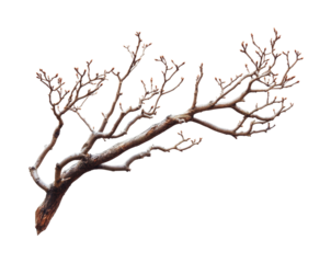 Branch growth progression natural environment plant life seasonal changes view. Isolated on transparent background, png.