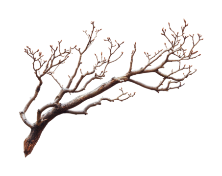 Branch growth progression natural environment plant life seasonal changes view. Isolated on transparent background, png.