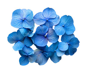 Vibrant blue hydrangea flowers in bloom nature scene aesthetic. Isolated on transparent background, png.