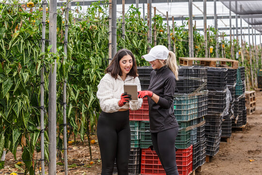 Harvesting peppers in Almeria greenhouse with workers using tablet technology