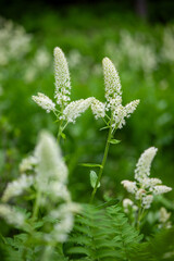 高原のコバイケイソウの白い花のアップ1