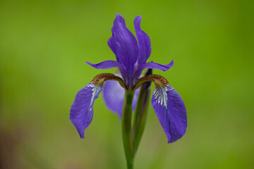 紫色のアヤメの花のアップ2