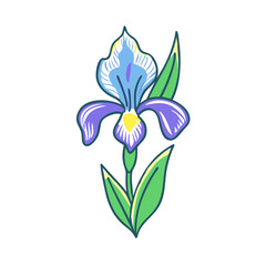 Bold Colorful Iris Flower Isolated on Black Background