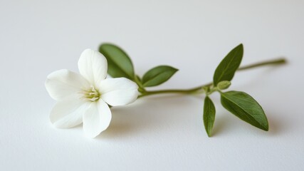 A delicate white flower with green leaves on a clean white background.