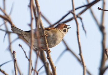 A brown and white bird is perched on a branch