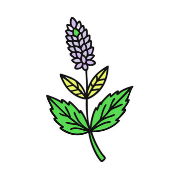 Mint clip art preview