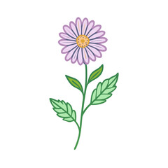 Cute light purple daisy flower on black background