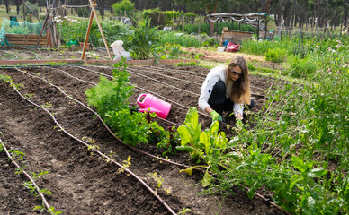 Woman gardening in community garden taking care of plants