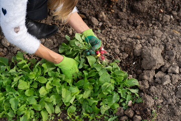 Naklejka premium Woman harvesting radishes in community garden