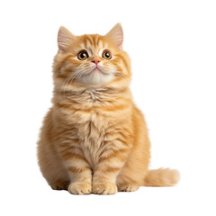 Obraz premium Orange Cat Transparent