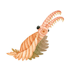 アノマロカリス　カンブリア紀の古生代生物　水彩 イラスト