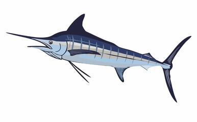 Fototapeta premium Striped Marlin Aquatic Animal Vector Illustration. Vector Image
