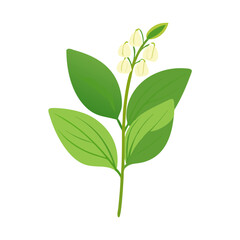 Elegant Lily of the Valley Botanical Illustration Vector