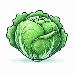 Fototapeta premium Fresh Green Cabbage Vegetable Illustration. Vector Image