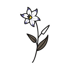 Elegant Doodle Nightshade Flower Illustration on Black Background