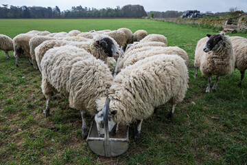 Fototapeta premium Sheep feeding from a trough, Cotswolds, Gloucestershire, England, United Kingdom, Europe