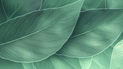 Obraz premium Close-up of overlapping pastel green leaves.