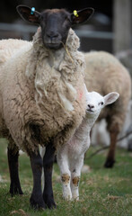 Lamb standing next to mother, Cotswolds, Gloucestershire, England, United Kingdom, Europe