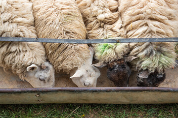 Sheep feeding from a trough, Cotswolds, Gloucestershire, England, United Kingdom, Europe