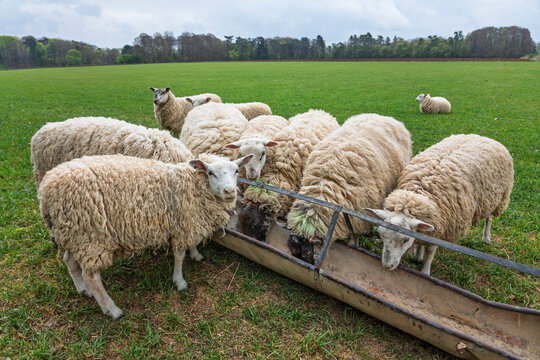 Sheep feeding from a trough, Cotswolds, Gloucestershire, England, United Kingdom, Europe - Powered by Adobe