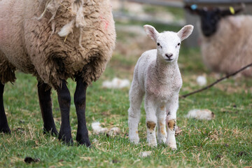Lamb standing next to mother, Cotswolds, Gloucestershire, England, United Kingdom, Europe